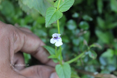 Torenia cordata